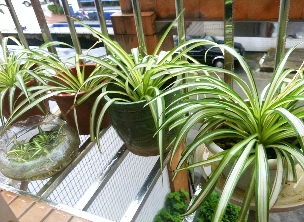 养吊兰好处_吊兰的图片_吊兰在家中的作用