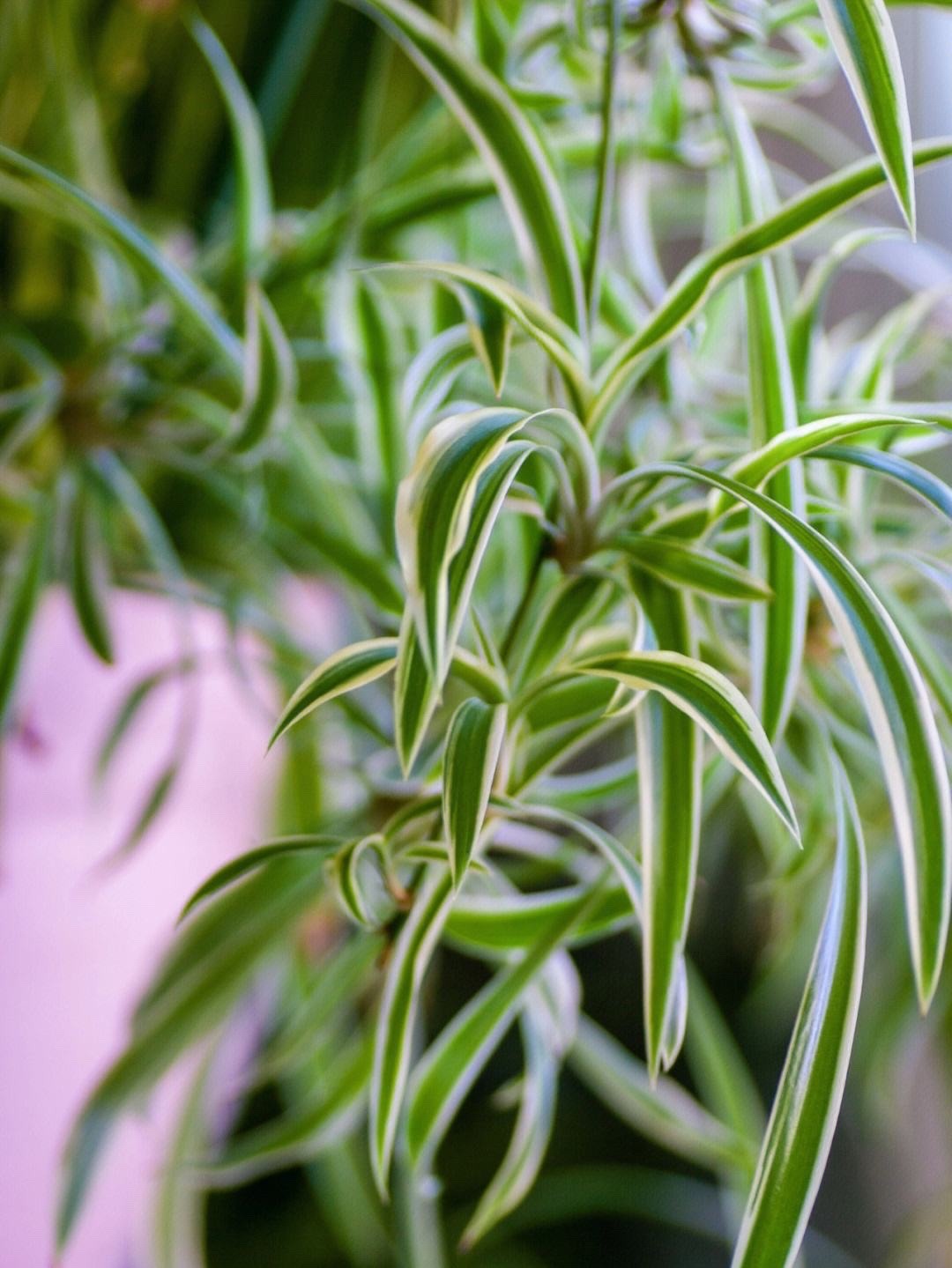 养吊兰好处_吊兰的图片_吊兰在家中的作用