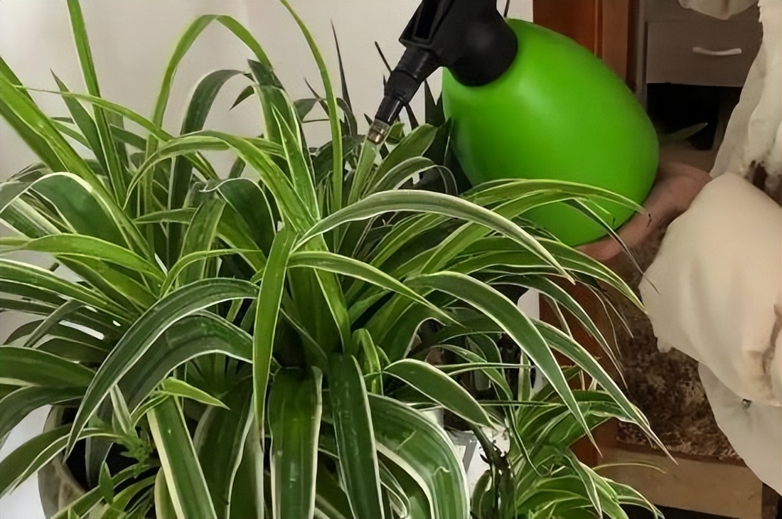 吊兰在家中的作用_吊兰的图片_养吊兰好处