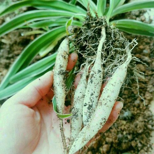 吊兰的图片_养吊兰好处_吊兰在家中的作用