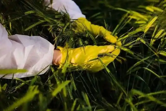 境外间谍对中国农田下手了