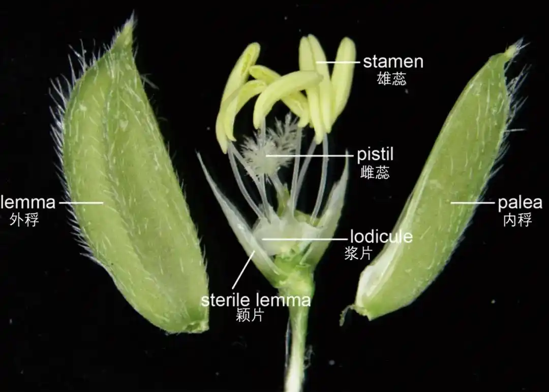 曝光！间谍在中国搜集亲本种子_国家安全部披露间谍窃取杂交水稻亲本种子案例_杂交水稻亲本种子