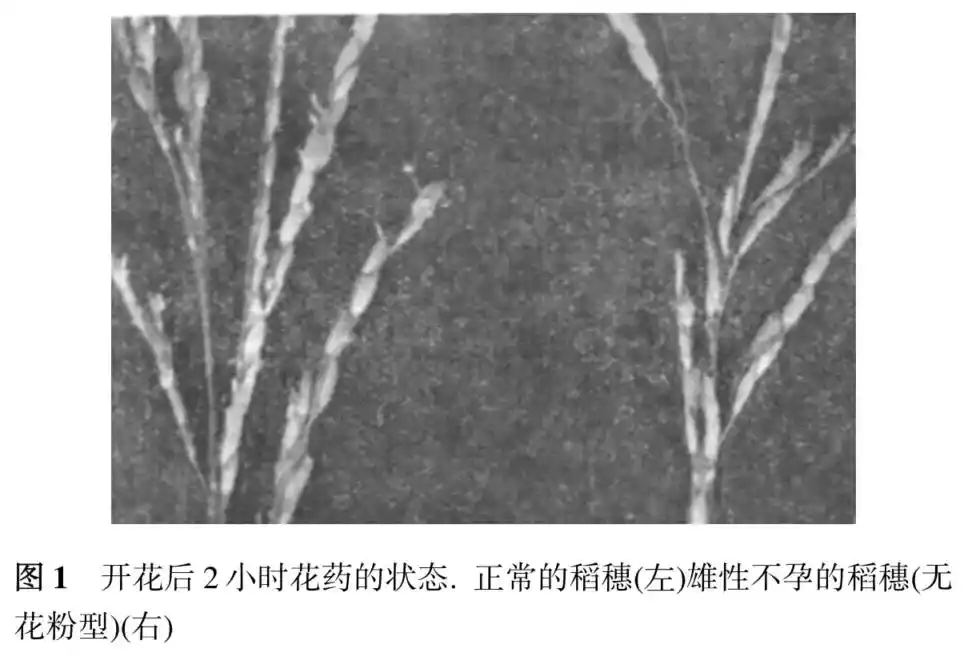 国家安全部披露间谍窃取杂交水稻亲本种子案例_曝光！间谍在中国搜集亲本种子_杂交水稻亲本种子