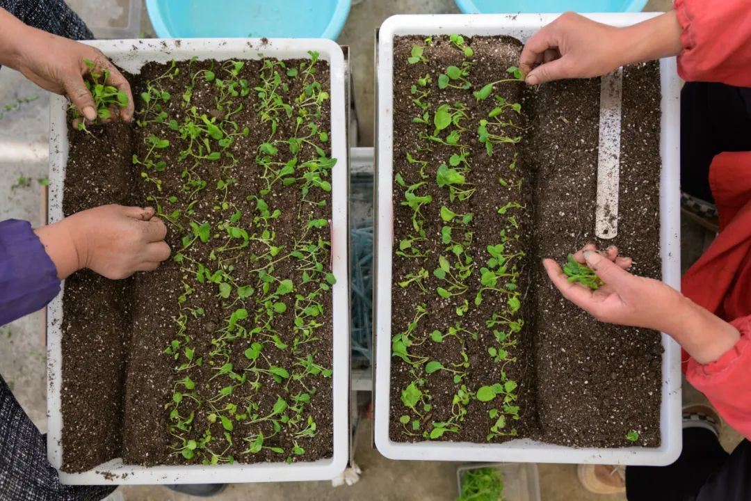 间谍窃取我稻种及制种技术案引关注！“种源安全”也是国家安全→