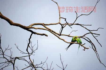 树上的鸟儿成双对，快来看这些小鸟有多恩爱！