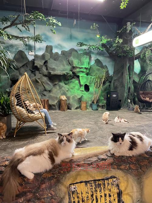 猫猫村好玩吗？这里有一份超全的游玩指南！