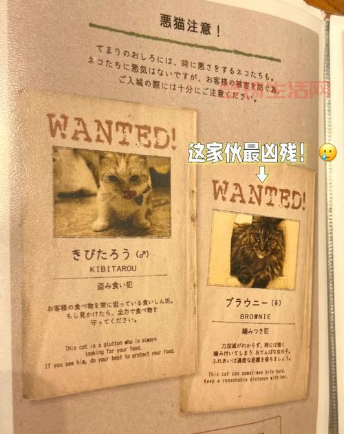 猫猫村好玩吗？这里有一份超全的游玩指南！