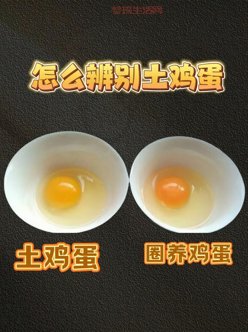 哪里能买到真的初生蛋？教你几个小妙招辨真假！