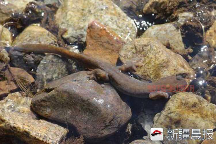 鬼魅羚羊是保护动物吗？它的生存现状如何？