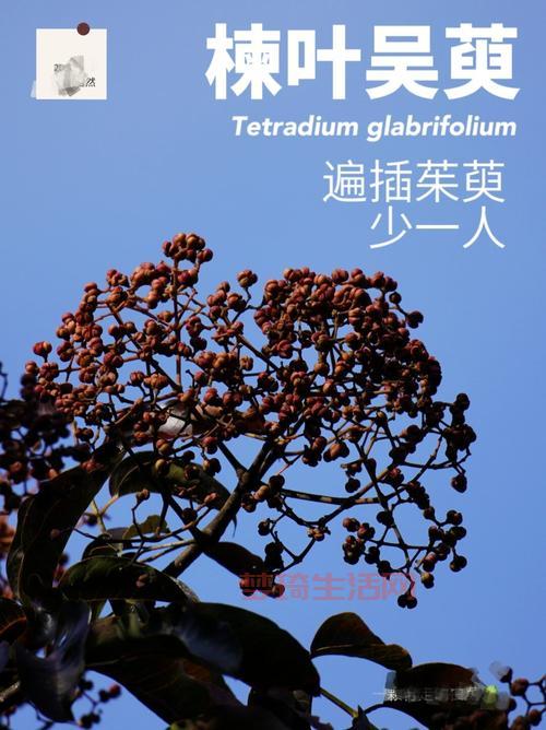 重阳节必背：遍插茱萸少一人全诗及赏析解读来了！