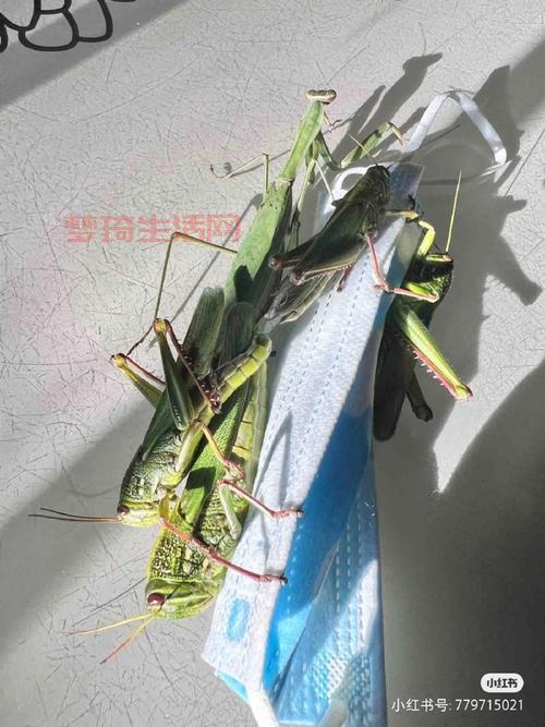 秋后的蚂蚱——现在还能抓到吗？抓到能干啥用？