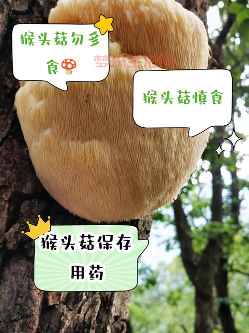 猴头菇怎么吃才不发苦？掌握这个小技巧味道鲜美！