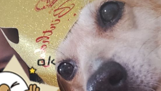 拴绳子！网红犬“被偷48小时”做成熟食：偷狗贼获利230元！