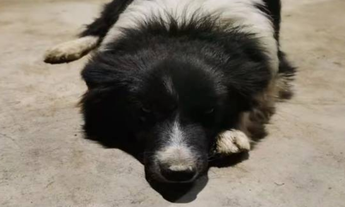 爱犬当面被偷，男子驾车追了偷狗贼40公里