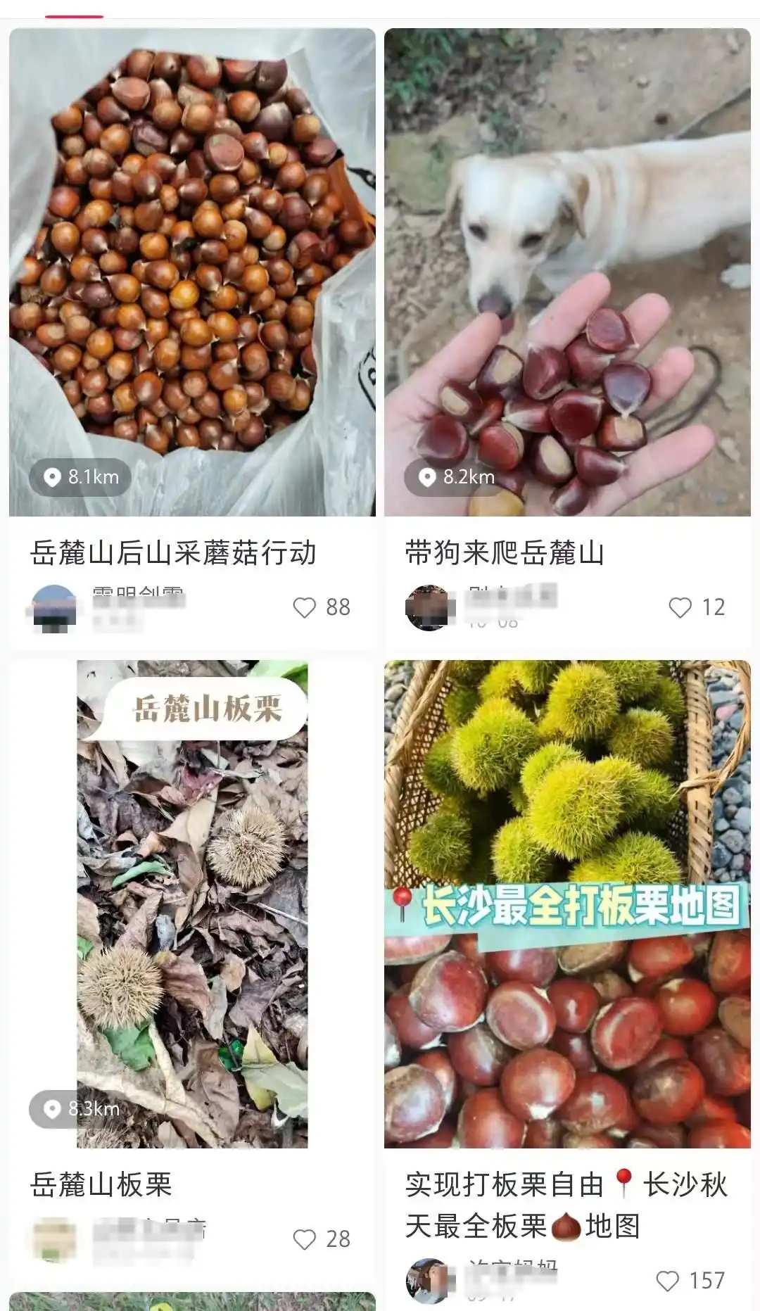 岳麓山又被游客踩矮了_岳麓山捡板栗捡柿子捡菌子_岳麓山心越线打卡