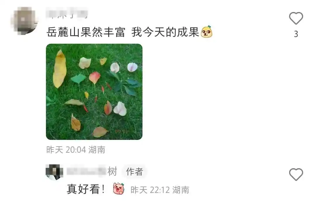 岳麓山心越线打卡_岳麓山又被游客踩矮了_岳麓山捡板栗捡柿子捡菌子