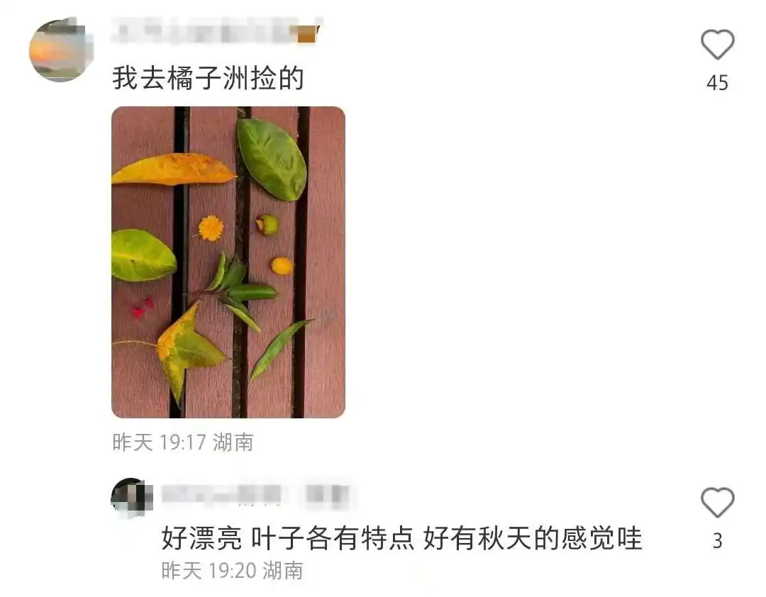 岳麓山心越线打卡_岳麓山又被游客踩矮了_岳麓山捡板栗捡柿子捡菌子