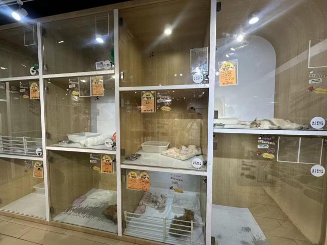 “毛孩子”或成商场新流量密码 宠物店引领消费新趋势