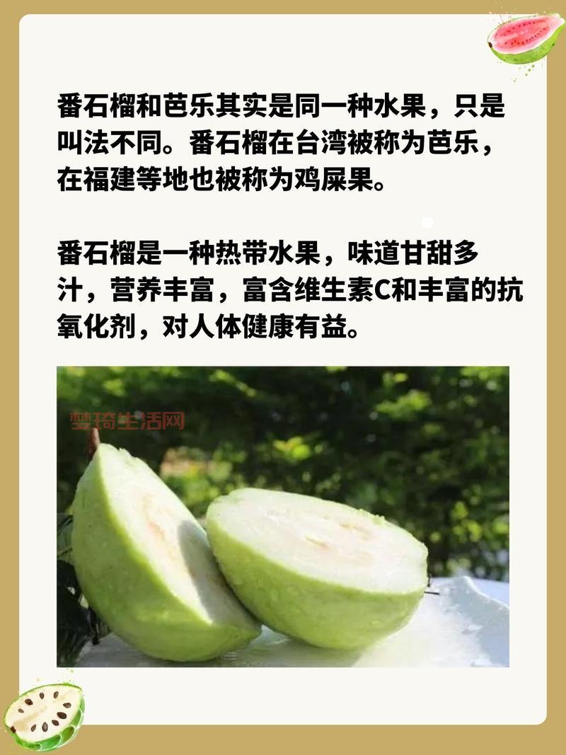 搞不懂芭乐是什么？其实就是番石榴快来了解下。