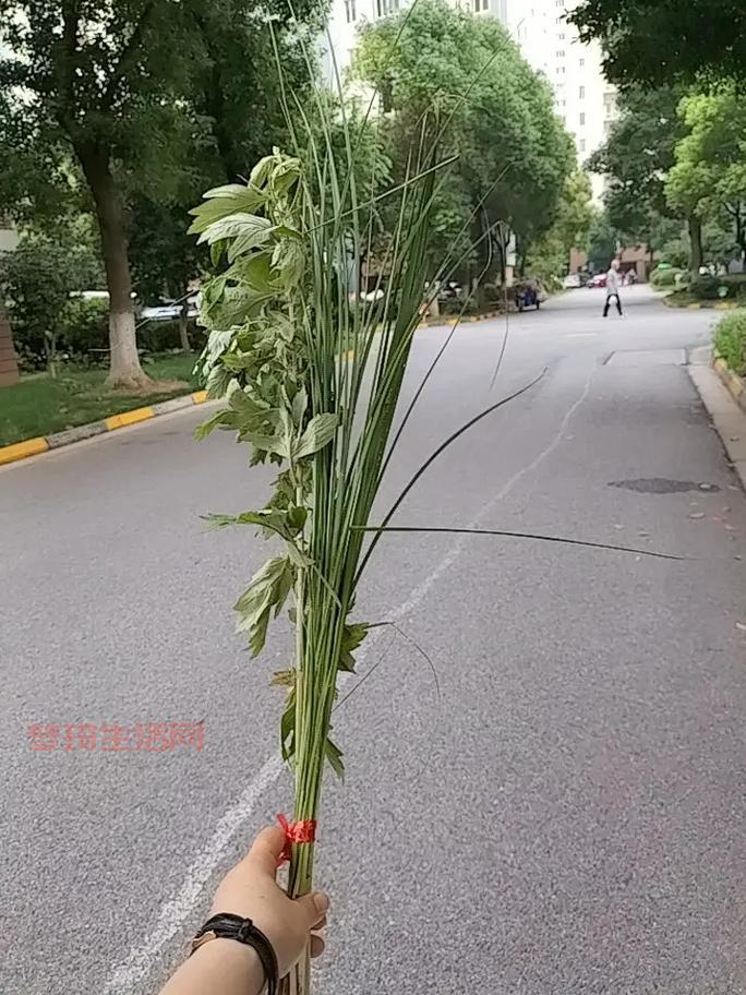 端午怎么挂门上？老一辈教你挂艾草菖蒲的正确方法。