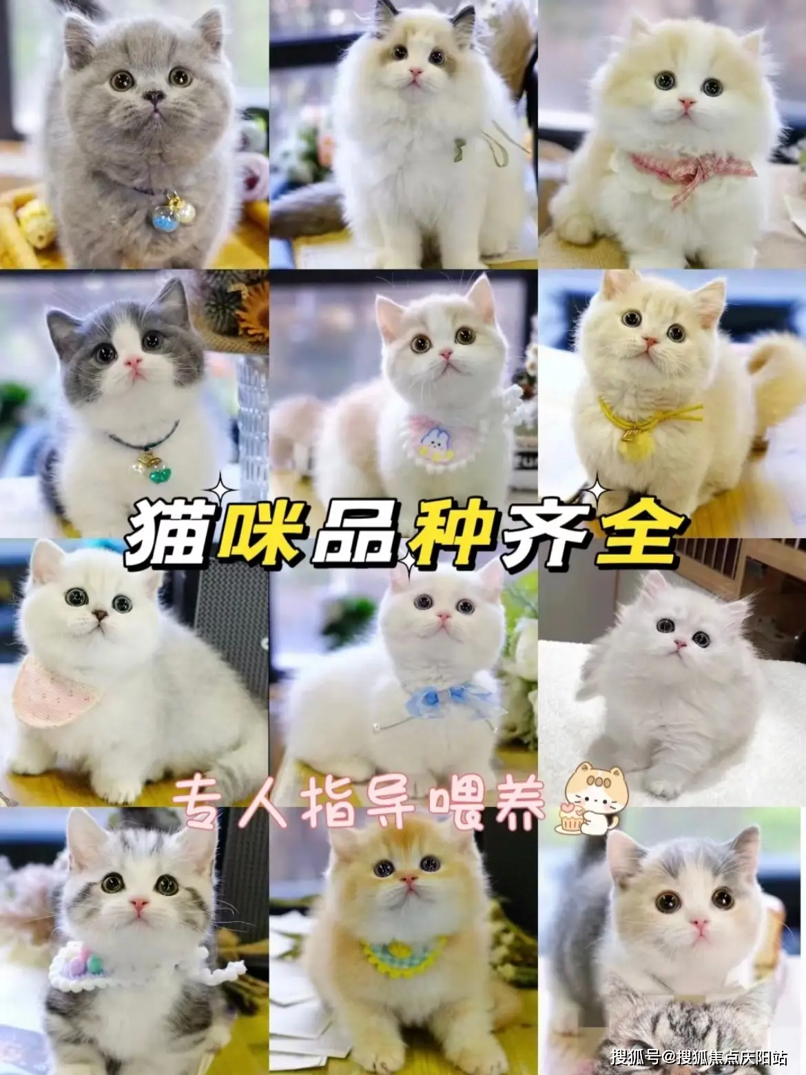 句容福安家宠物店南京店纯种博美犬价格_西安博美犬多少钱一只_句容福安家宠物店博美犬实体店购买