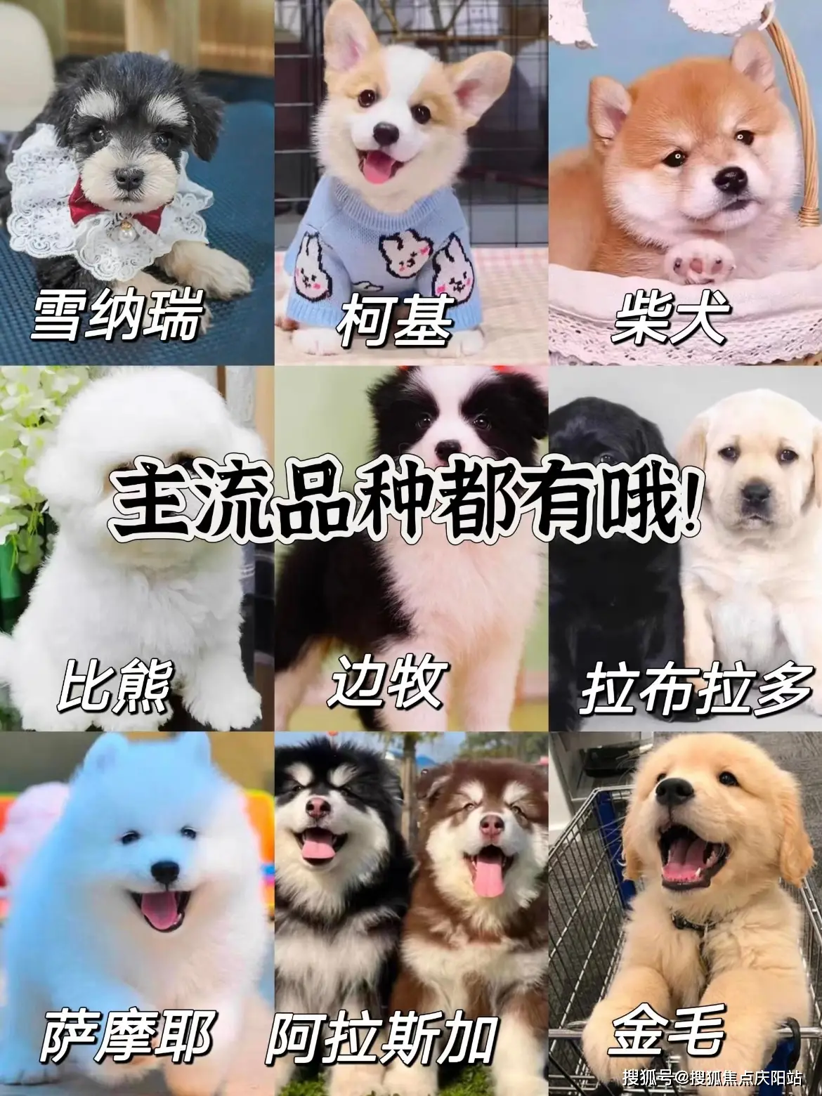 句容福安家宠物店博美犬实体店购买_句容福安家宠物店南京店纯种博美犬价格_西安博美犬多少钱一只