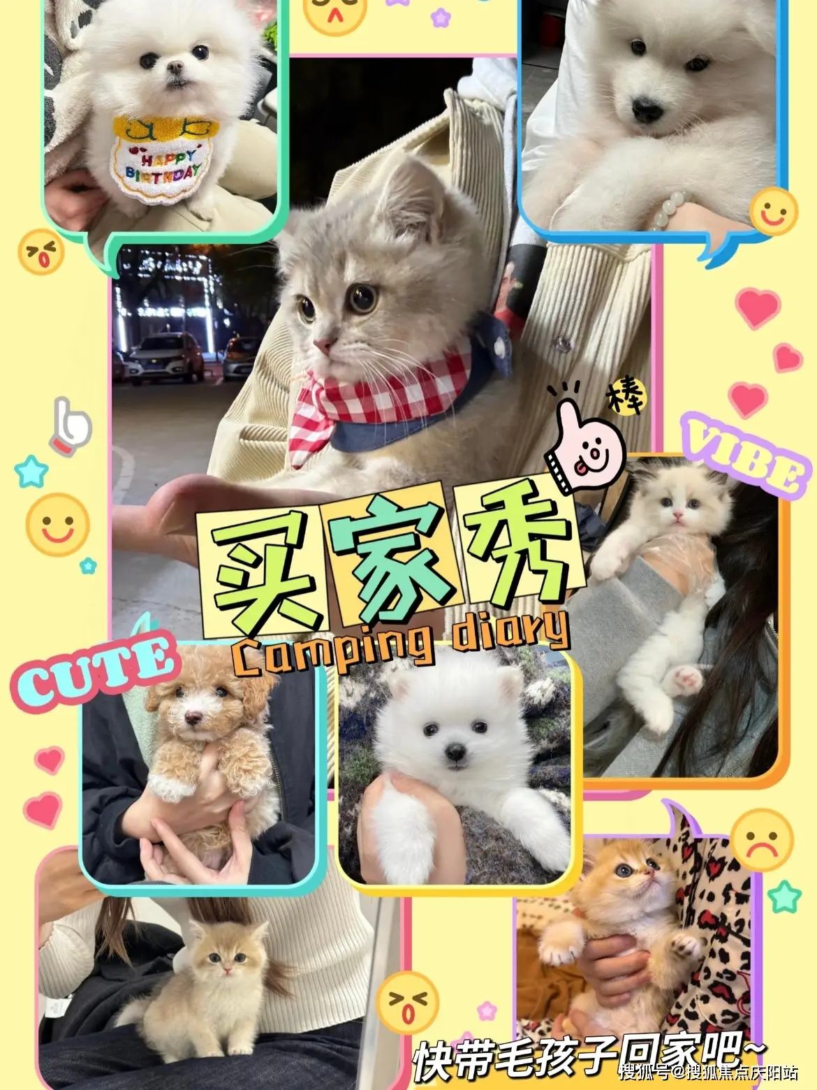 句容福安家宠物店南京店纯种博美犬价格_西安博美犬多少钱一只_句容福安家宠物店博美犬实体店购买