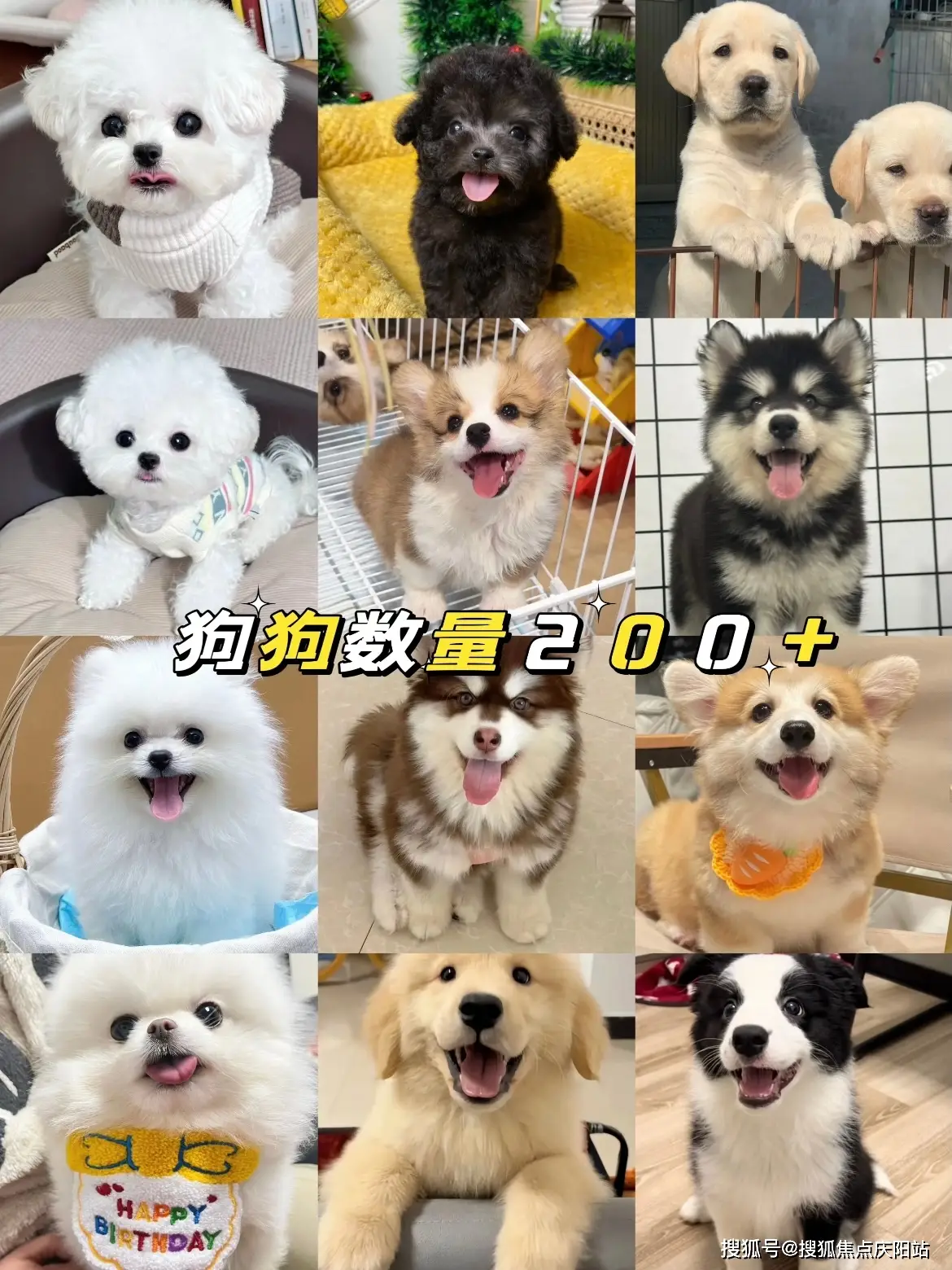 西安买宠物到哪里买？（西安）这里买宠物靠谱推荐，售后无忧！