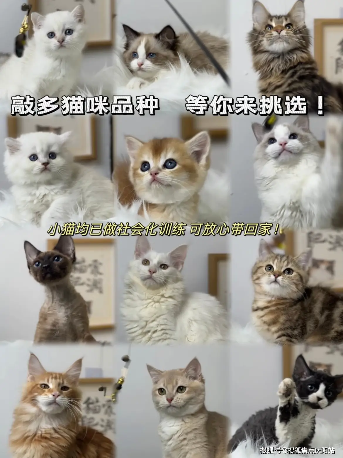西安福安家宠物店未央店_正规犬舍猫舍基地_西安博美犬多少钱一只