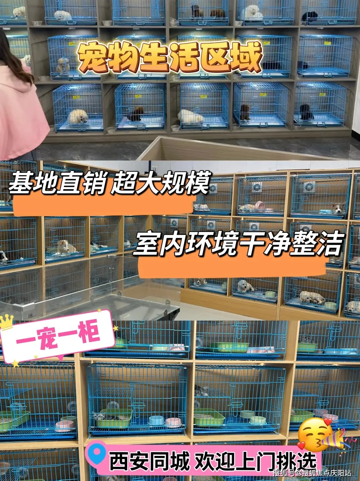 佛山福安家宠物店边牧犬_西安博美犬多少钱一只_佛山靠谱宠物店纯种犬