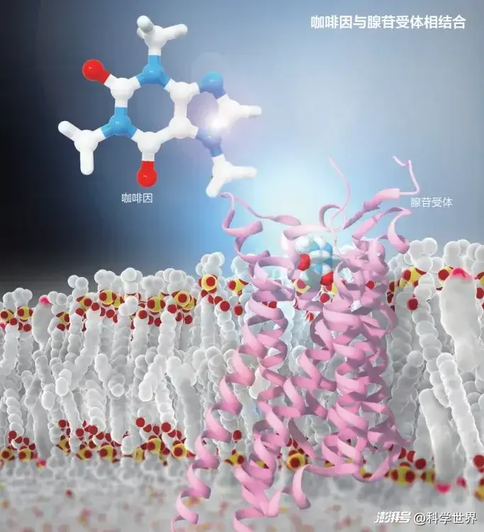 可乐8升装_可乐的成分与口感分析_可乐的快乐科学原理