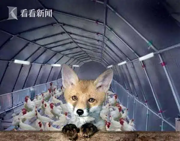 普京回应中俄印“龙熊象”比喻_白宫和克里姆林宫口水仗_俄罗斯担忧乌克兰问题