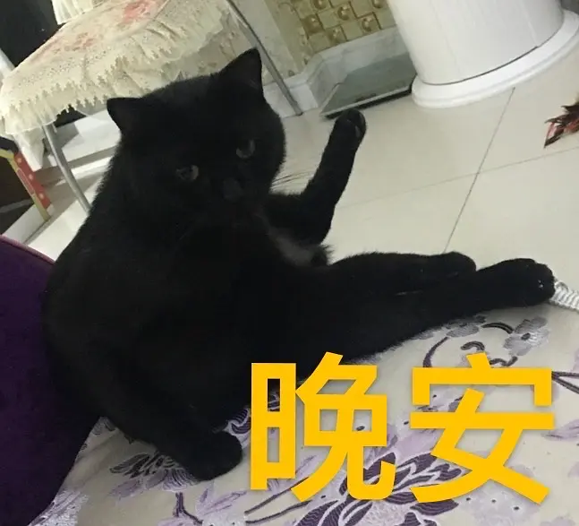 猫粮喂食量计算公式_减肥猫_猫软便拉血原因