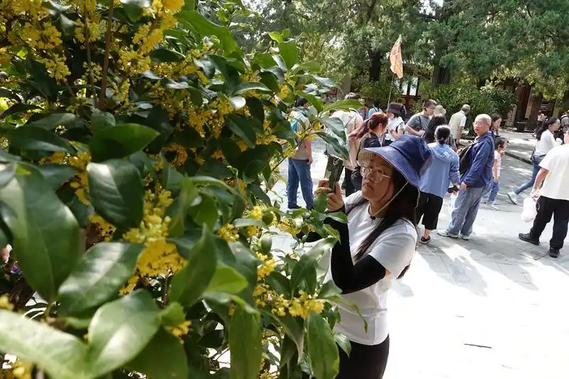 颐和园第23届桂花文化展_颐和园上演“彩云追月”_北京颐和园桂花展