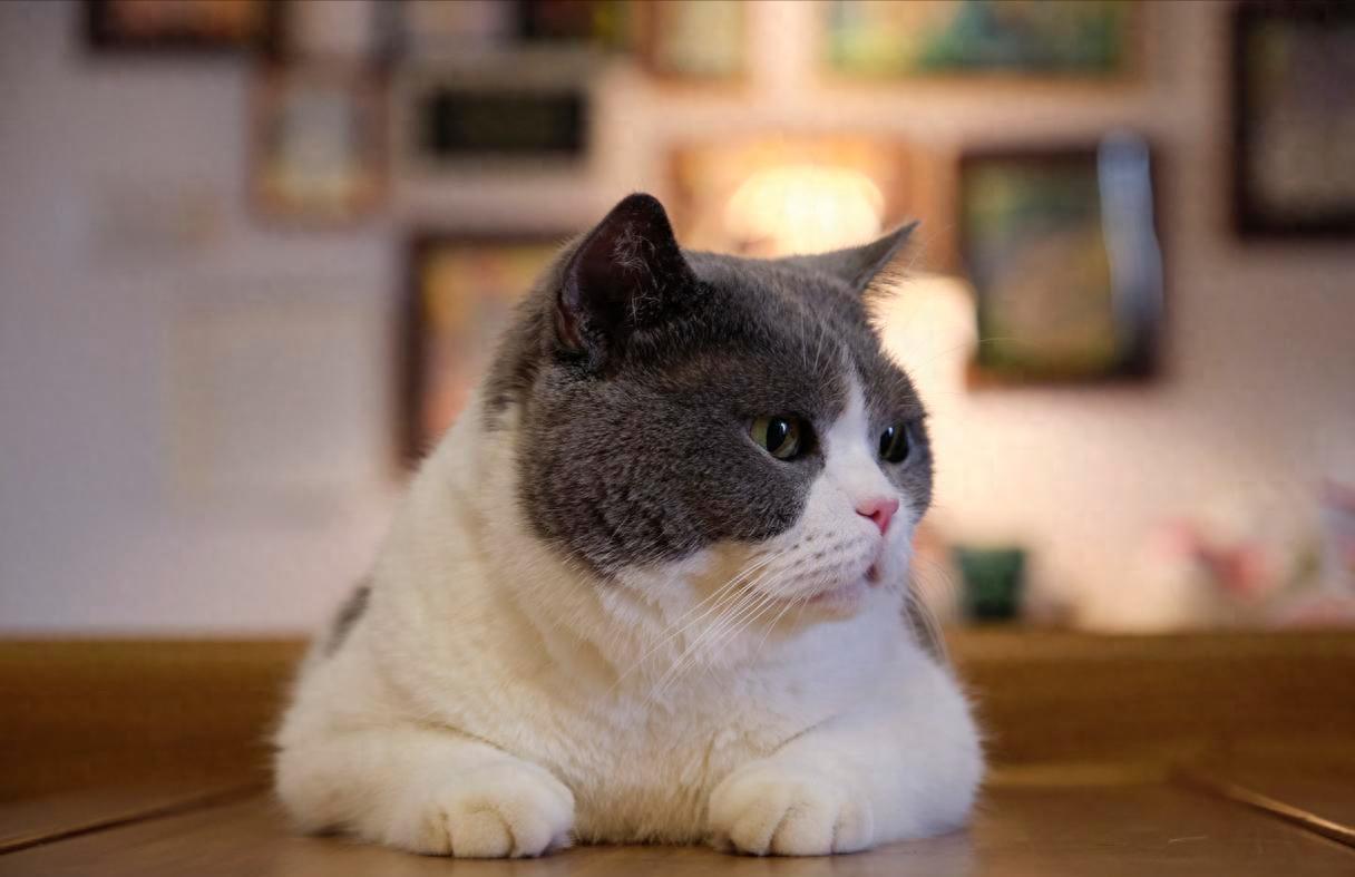 美女养了两只猫，结果天天发生“世界大战”！说好的温馨相伴呢？