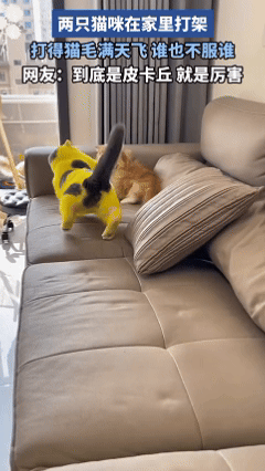 喵星人大战_养猫原因_猫咪打架原因