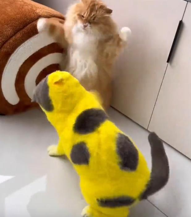 猫咪打架原因_养猫原因_喵星人大战