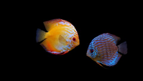 七彩神仙鱼价格多少钱一条