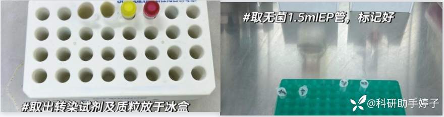 实验干货：细胞瞬转质粒详细步骤，从准备到转染一步不落