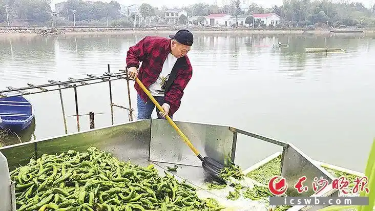 长沙有人用辣椒养鱼？是真的！一口塘能赚20万元！