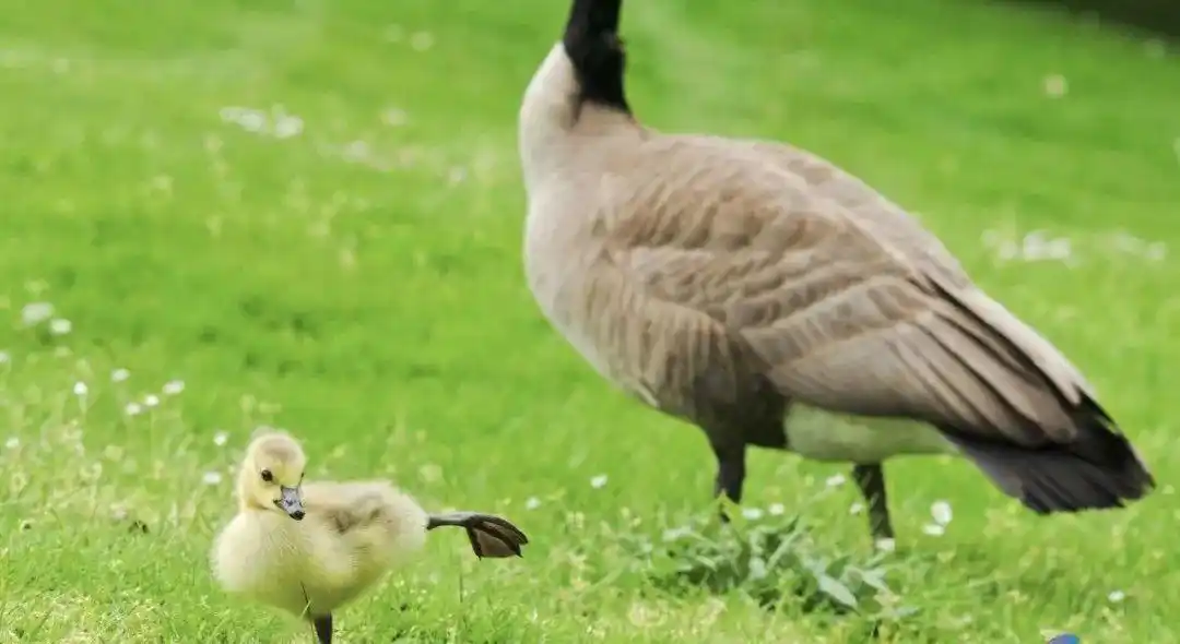 羽绒服历史_原来羽绒服不是越厚越保暖_古代羽绒服