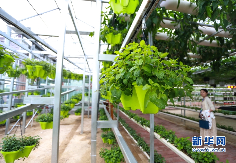 第九届海峡两岸现代农业博览会·第十九届海峡两岸花卉博览会 福建漳州花博园 果蔬轨道栽培技术_漳州新闻网 第十七届花博会