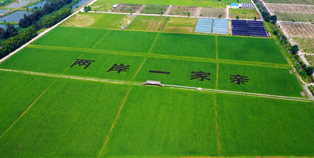 漳州新闻网 第十七届花博会_2024年海峡两岸现代农业博览会_海峡两岸花卉博览会漳州