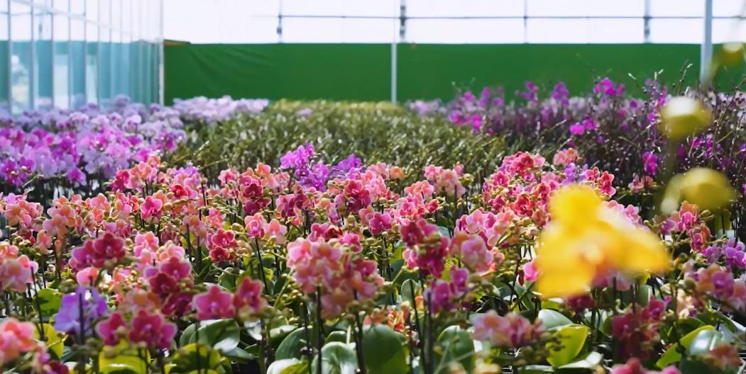 2024年海峡两岸现代农业博览会_海峡两岸花卉博览会漳州_漳州新闻网 第十七届花博会