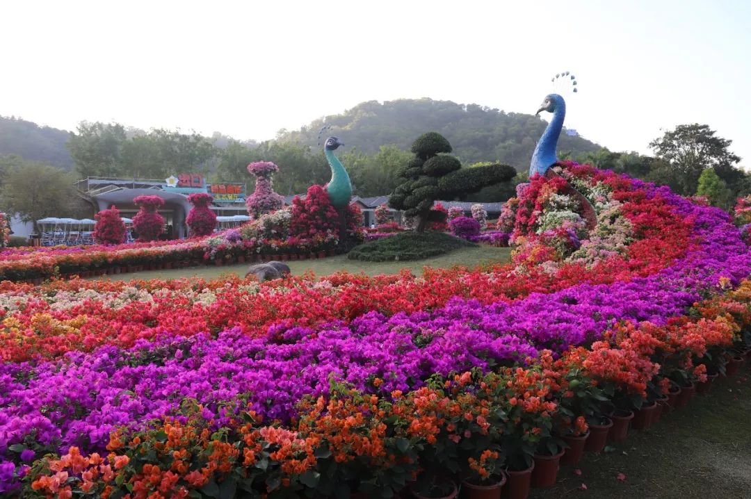漳浦：细细品味！海峡两岸农博会•花博会成长之路