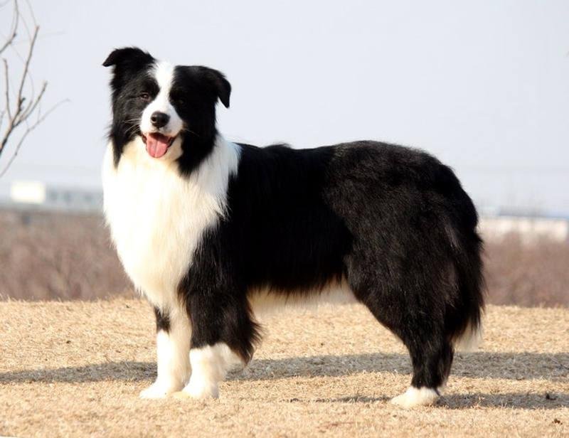 世界十大名犬排名，第一名是边境牧羊犬，第二名大家都认识
