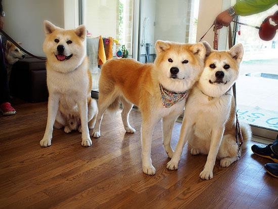 世界十大名犬排名