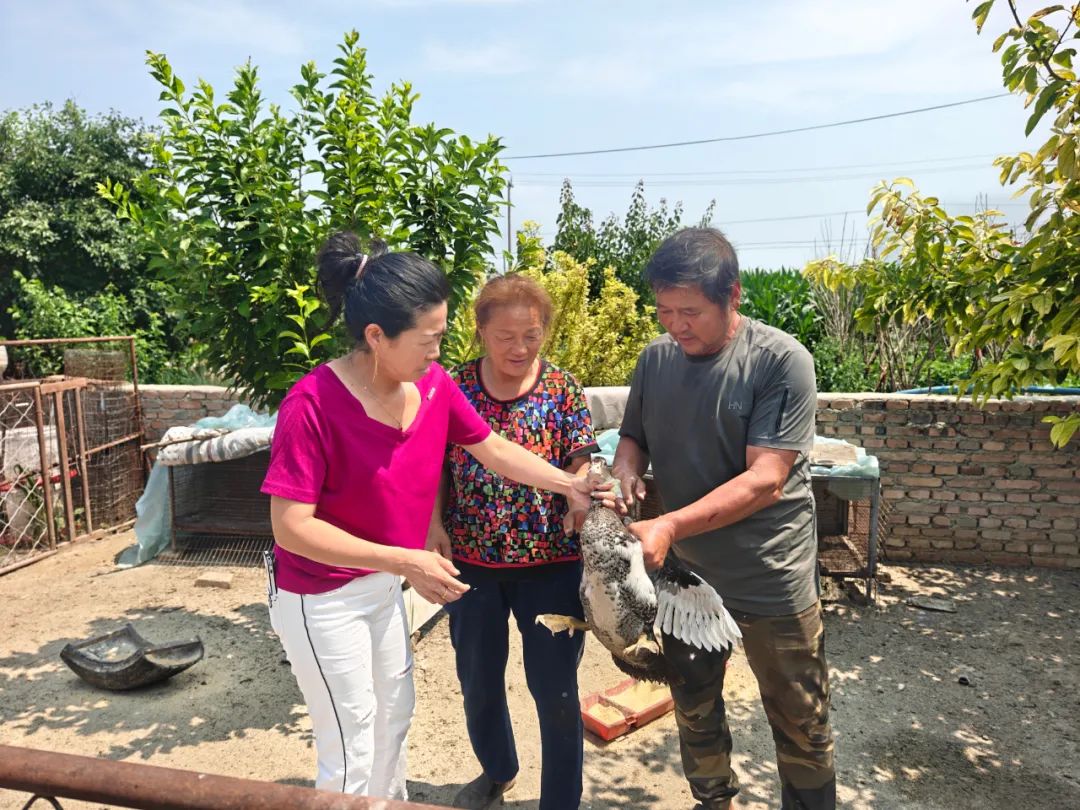 养非洲雁创富的女大学生村官_庭院经济美洲雁养殖_乡村振兴庭院模式