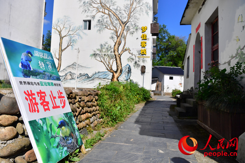 蓝冠噪鹛繁殖期间，游客不得进入。人民网记者 时雨摄