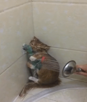 猫咪胡子作用_猫咪咕噜声_猫咪直播成 人 视频破解版